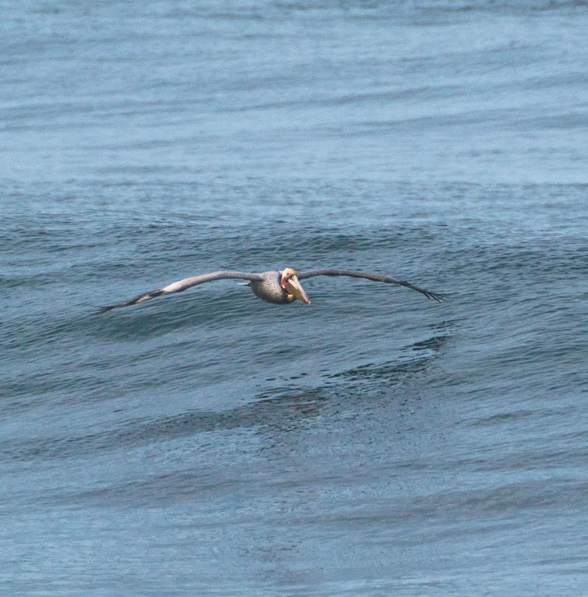 The Wave Beneath Their Wings